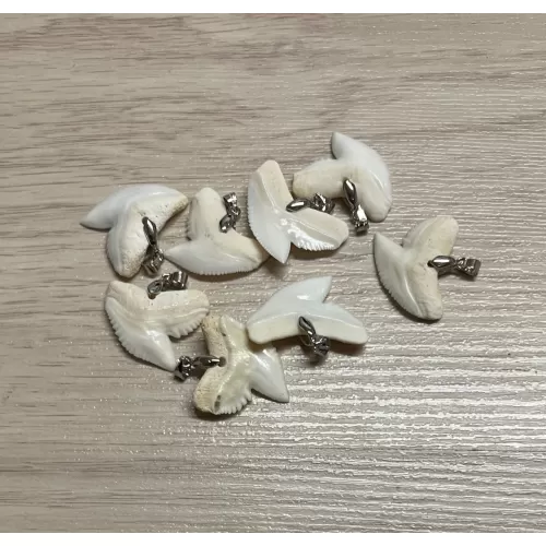 Dent de requin tigre avec anneau 2.