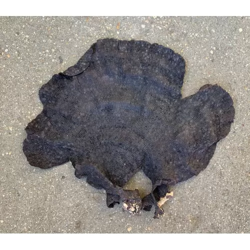 Eponge Noire Phylum Porifera 25/30cm env.