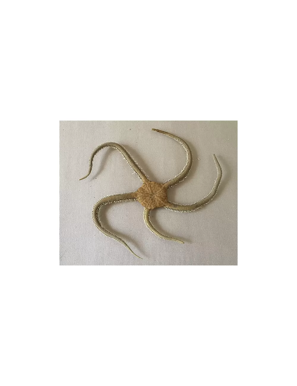 Etoile de mer ophiure marron 14/20cm