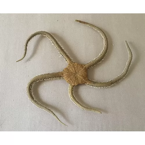 Etoile de mer ophiure marron 14/20cm