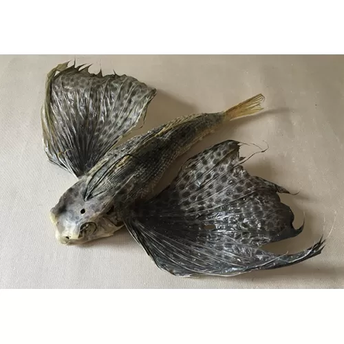 Poisson volant "exoset" 23/28cm