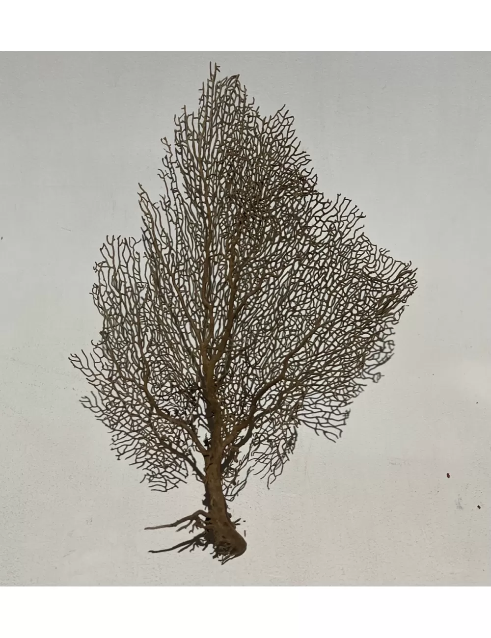 Gorgone Marron (20/24")50/ 60cm