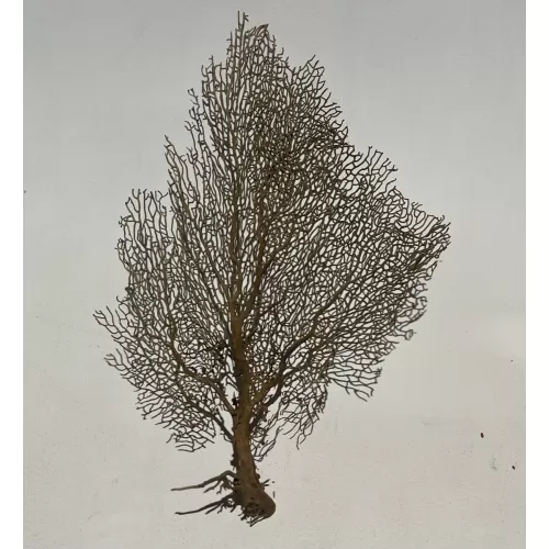 Gorgone Marron (20/24")50/ 60cm