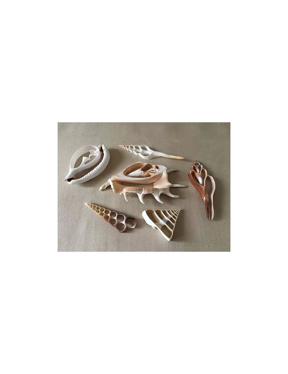 Assortiment de 50 cœurs de coquillages