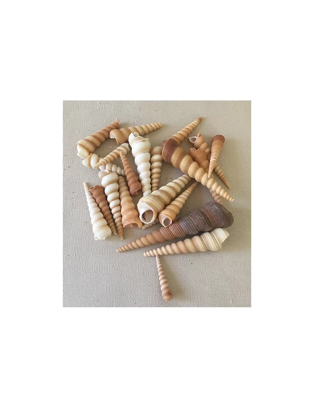 Turitella terebra 4/6cm (au kilo)