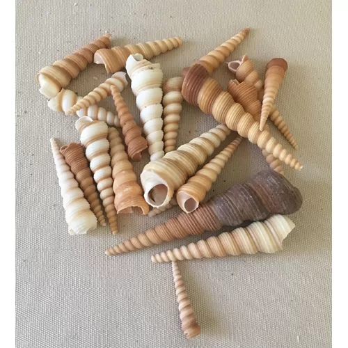 Turitella terebra 4/6cm (au kilo)