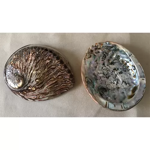 Abalone rufescens colorée marron 13/15cm