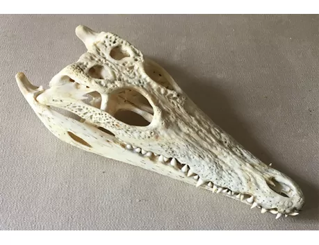 Crâne de crocodile Siamensis 30/34cm