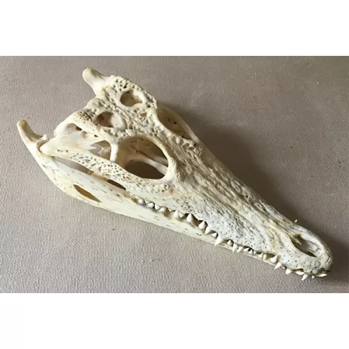 Crâne de crocodile Siamensis 30/34cm - IT/IM/2021/MCE/05884
