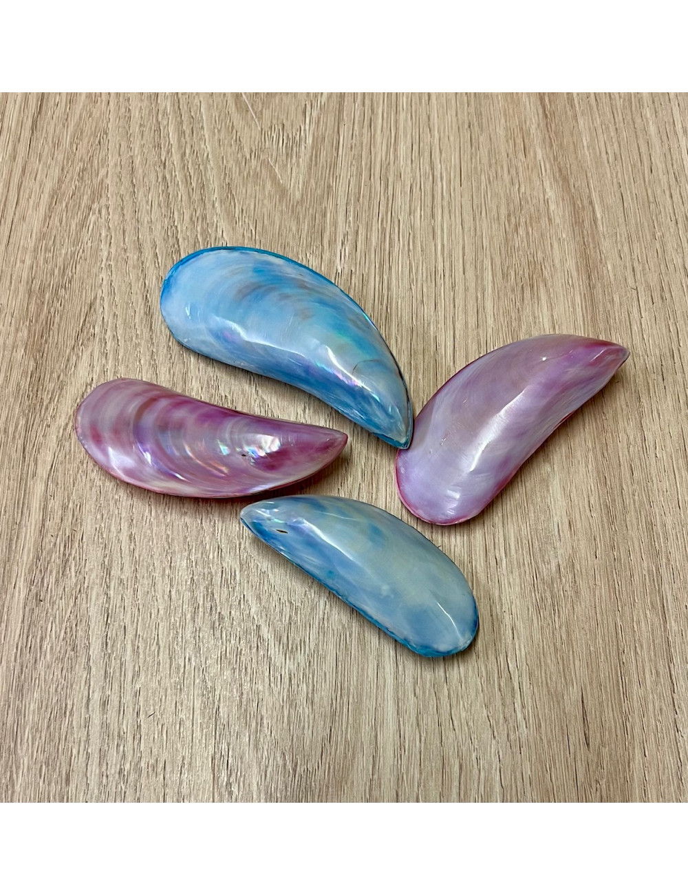 Clam bi-valve 10cm lot de 2 couleurs