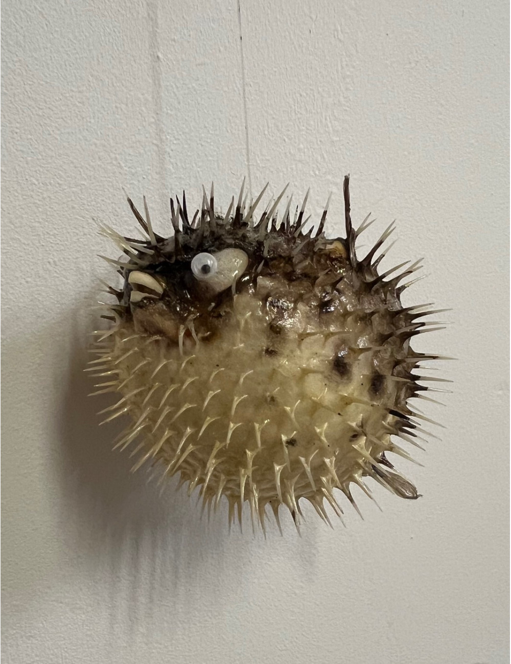 Mini diodon 8/10cm