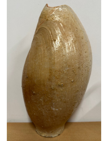 Cymbium glans 30/32cm