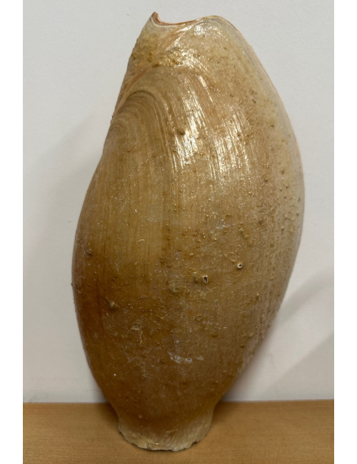 Cymbium glans 30/32cm