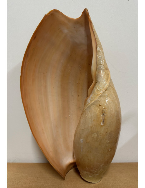 Cymbium glans 30/32cm