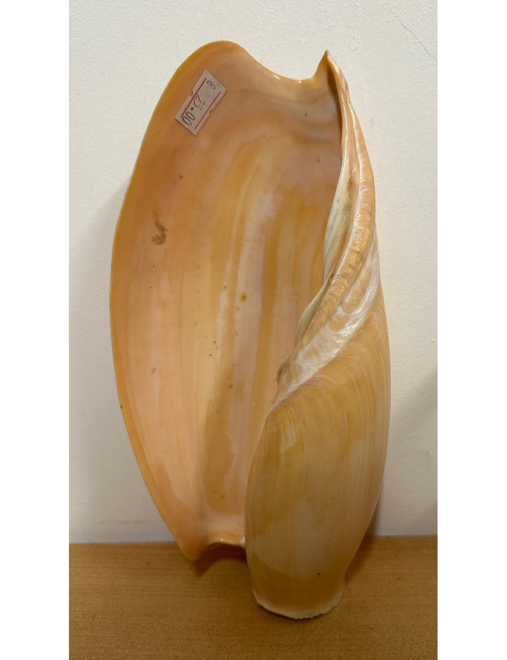 Cymbium glans 20/22cm