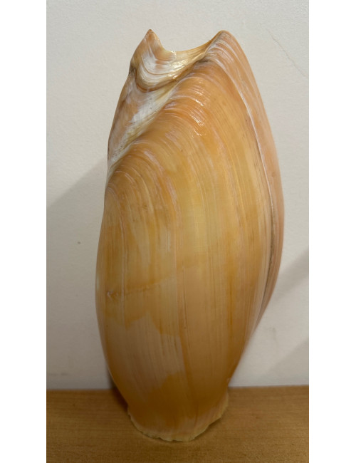 Cymbium glans 20/22cm