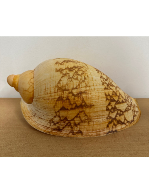 Volute livonia mammilla 25cm F++