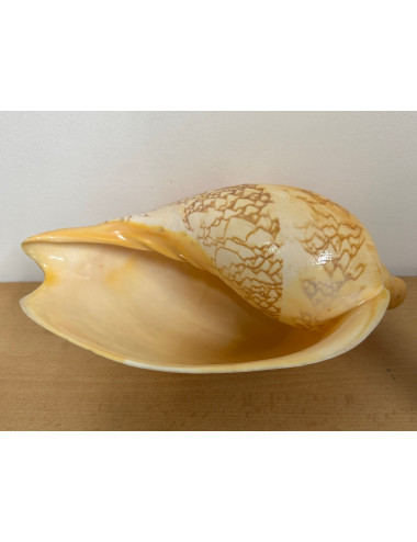 Volute livonia mammilla 25cm F++