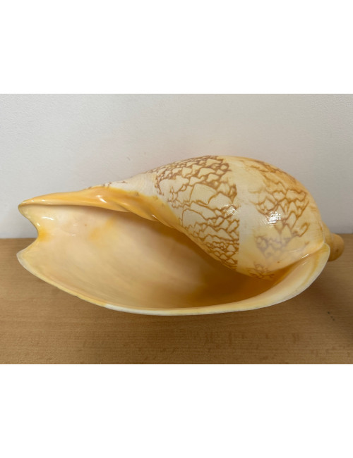 Volute livonia mammilla 25cm F++