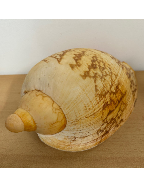 Volute livonia mammilla 25cm F++