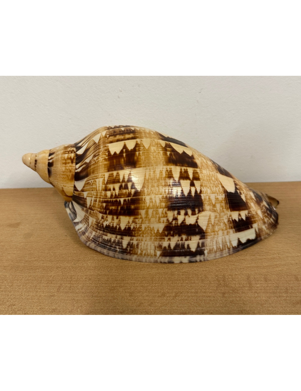 Volute cymbiola magnifica 19cm