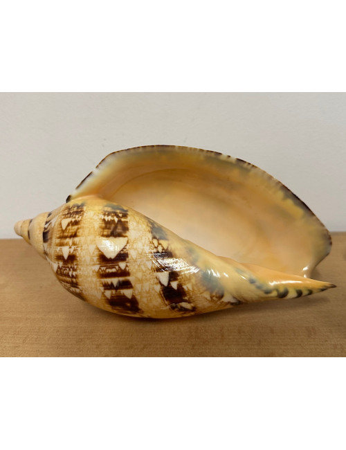 Volute cymbiola magnifica 19cm