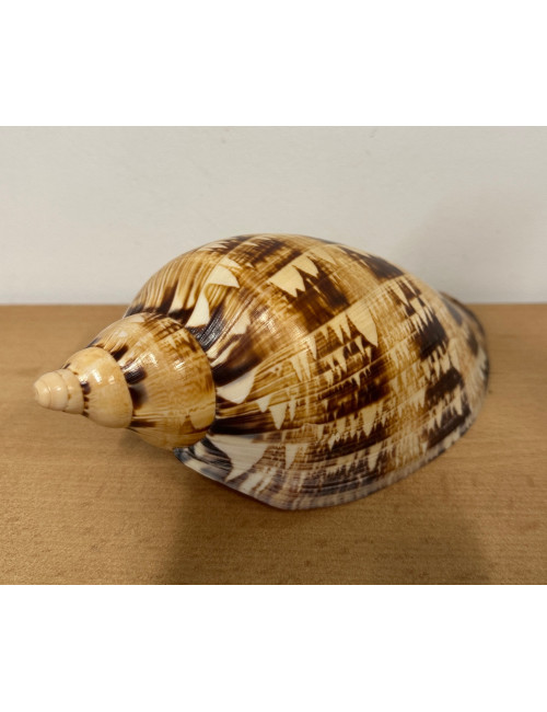 Volute cymbiola magnifica 19cm