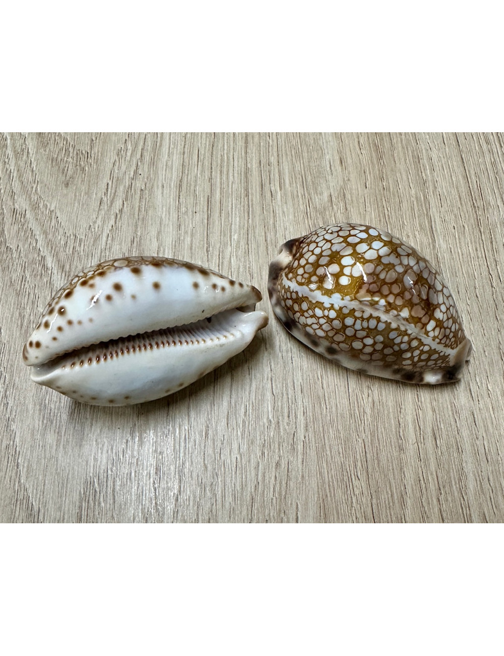 Cypraea histrio 4,5-6,5cm