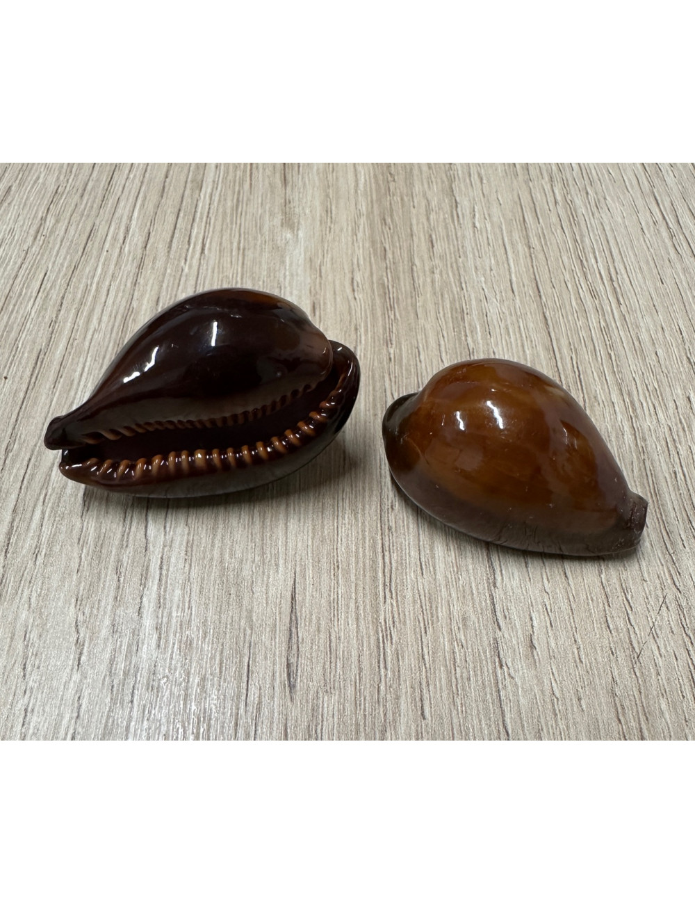 Cypraea adusta 3-4cm