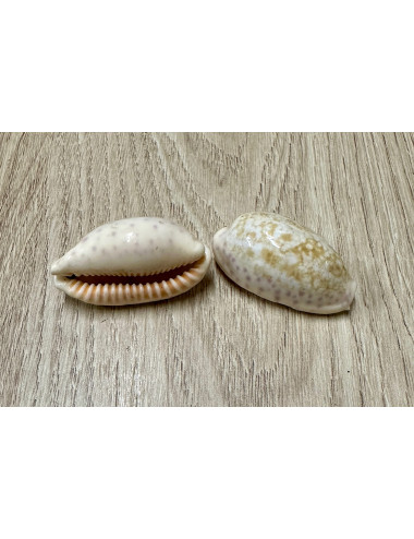 Cypraea chinensis 3-5cm