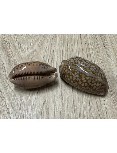 Cypraea scurra 3,5-4,5cm