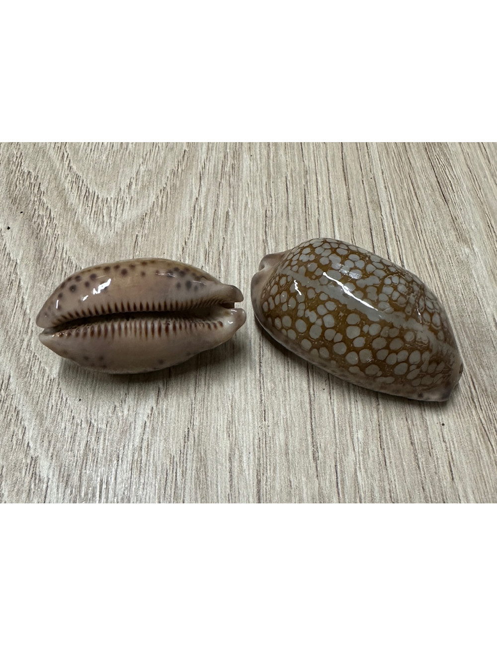 Cypraea scurra 3,5-4,5cm