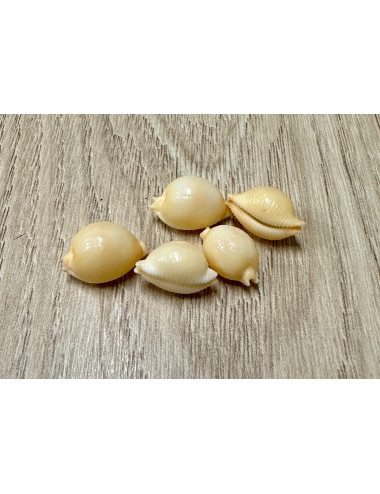 Cypraea pustularia 1,5-2cm (lot de 12pcs)