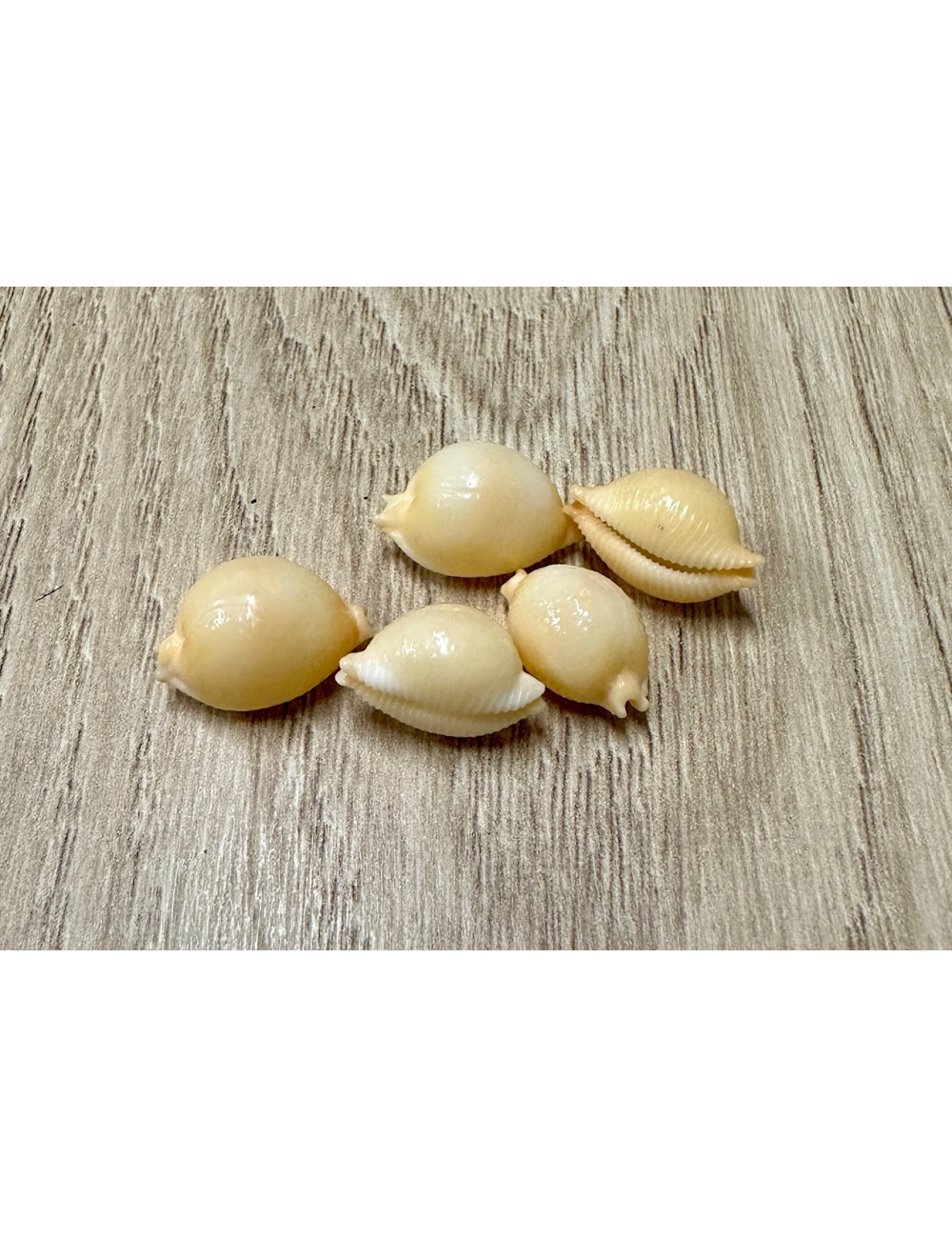 Cypraea pustularia 1,5-2cm (lot de 12pcs)
