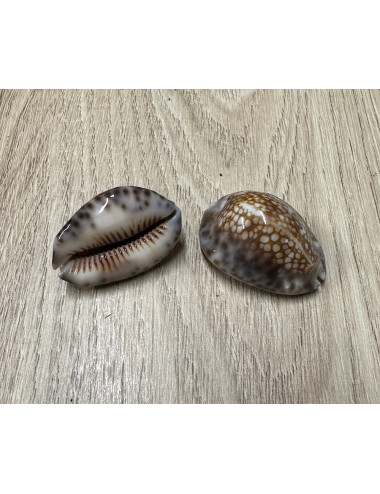 Cypraea mauritia depressa 3/5cm