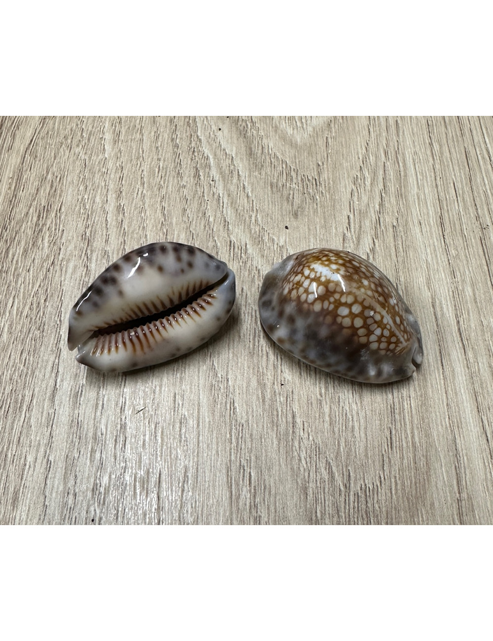 Cypraea mauritia depressa 3/5cm