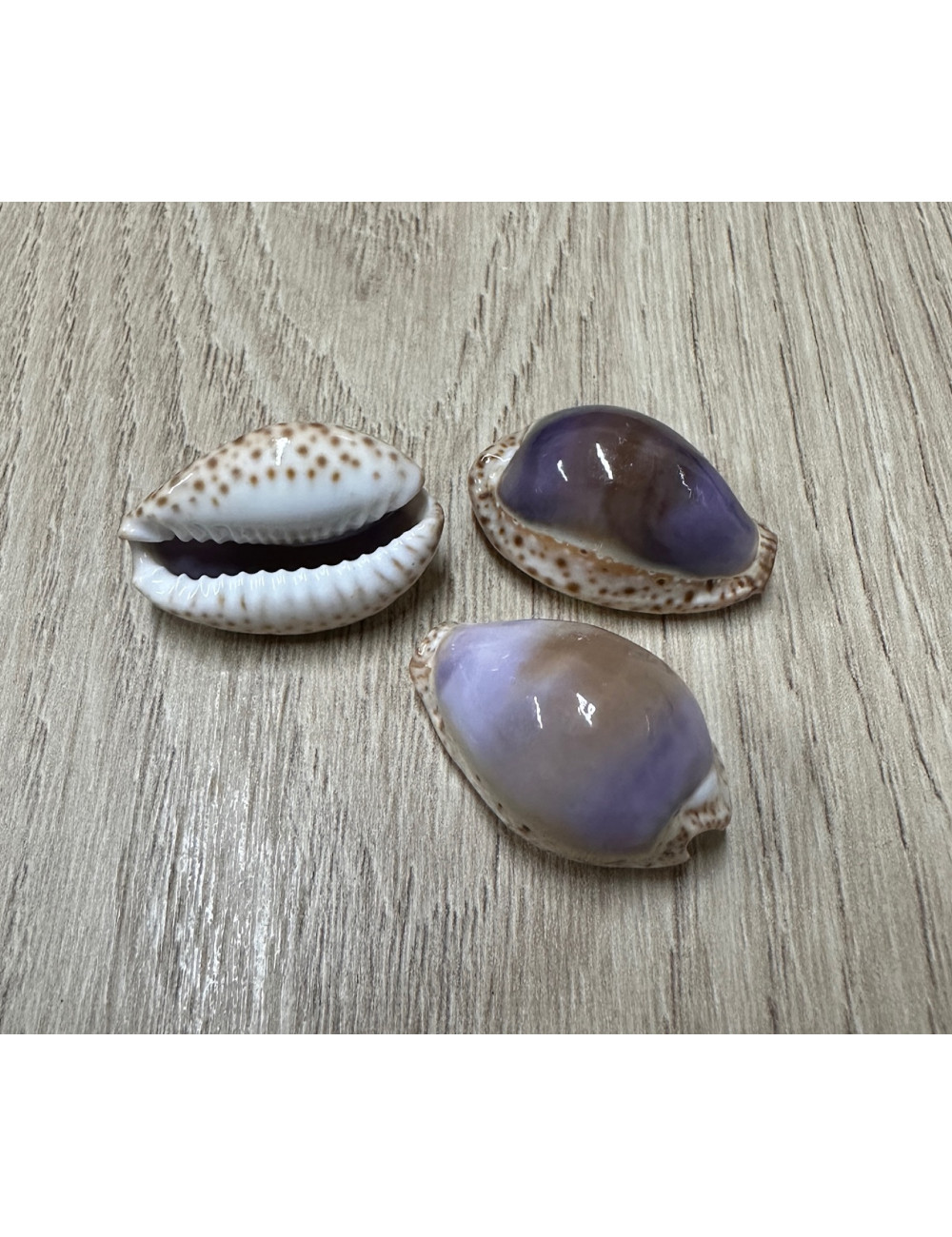 Cypraea staphylea 1,5-2cm (lot de 12)