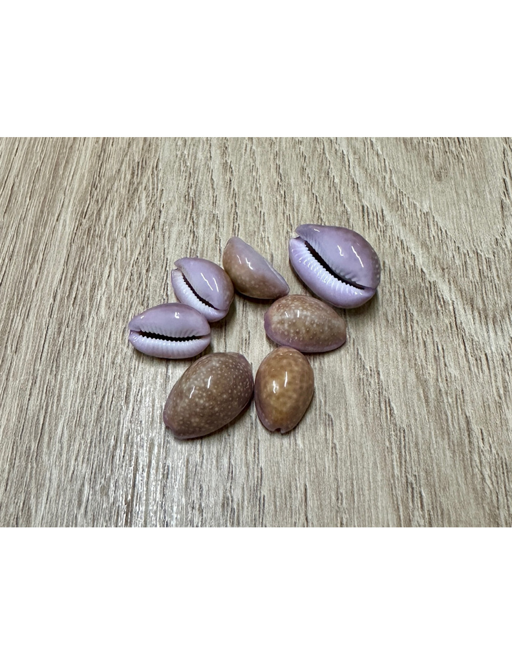 Cypraea poraria 1,5-2cm (lot de 6)