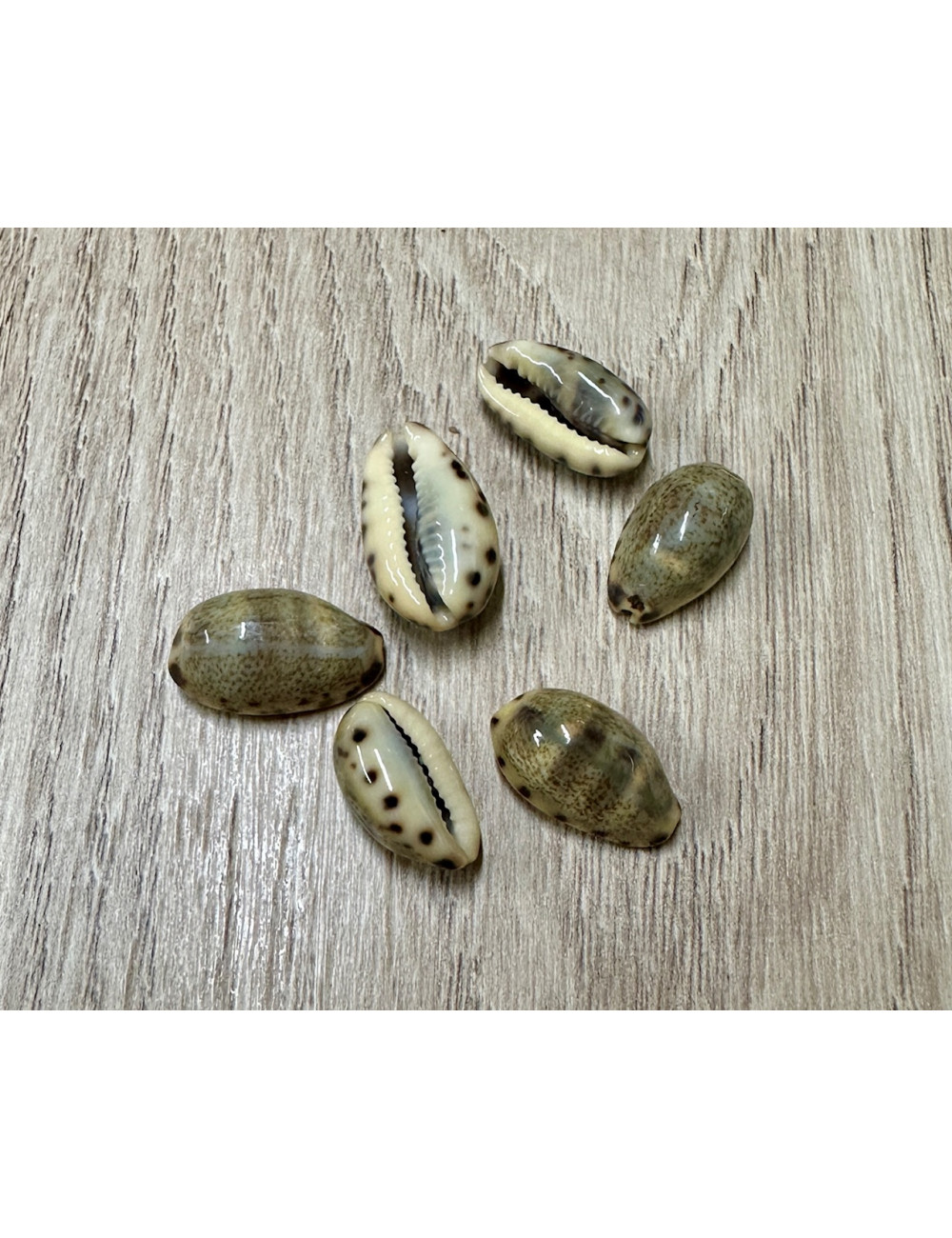 Cypraea felina 1,5-2cm (lot de 6)