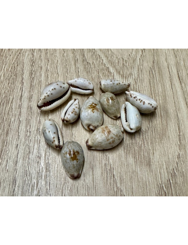 Cypraea gracilis 1,5-2cm (lot de 6)