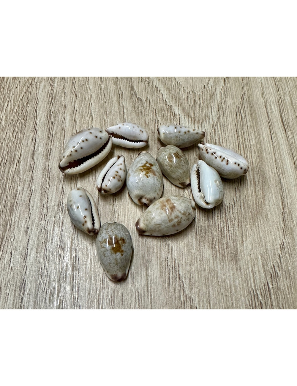 Cypraea gracilis 1,5-2cm (lot de 6)