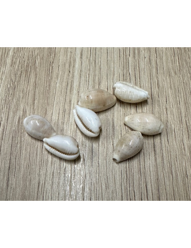 Cypraea clandestina 1,5-1,8cm (lot de 12)