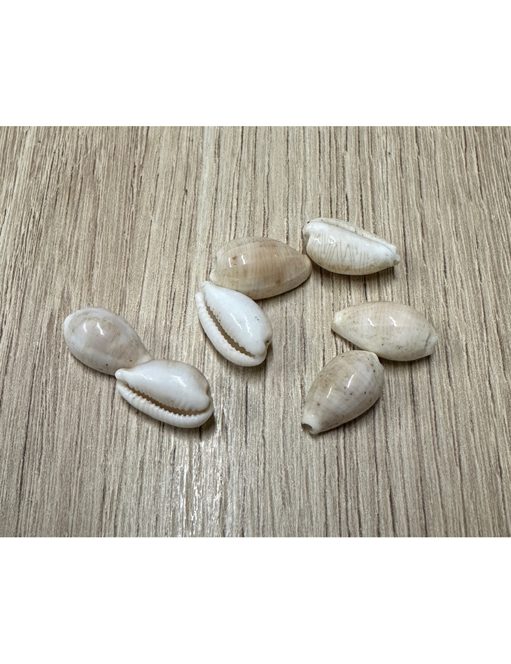 Cypraea clandestina 1,5-1,8cm (lot de 12)