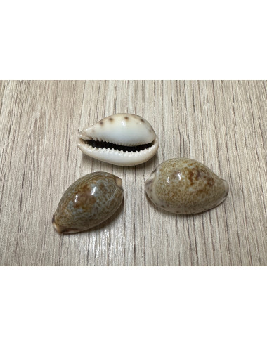 Cypraea robertsi 2-2,5cm (lot de 6)
