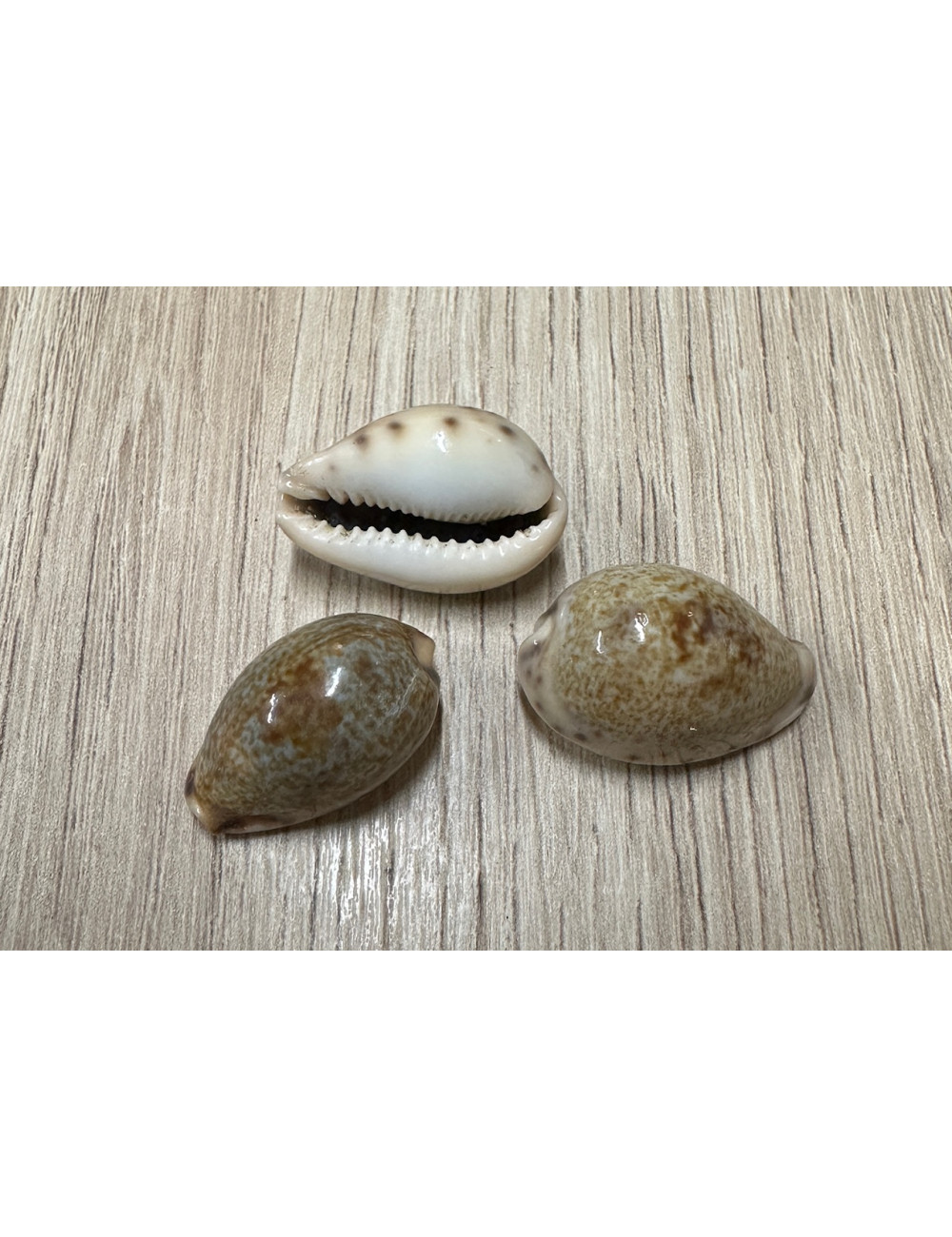 Cypraea robertsi 2-2,5cm (lot de 6)