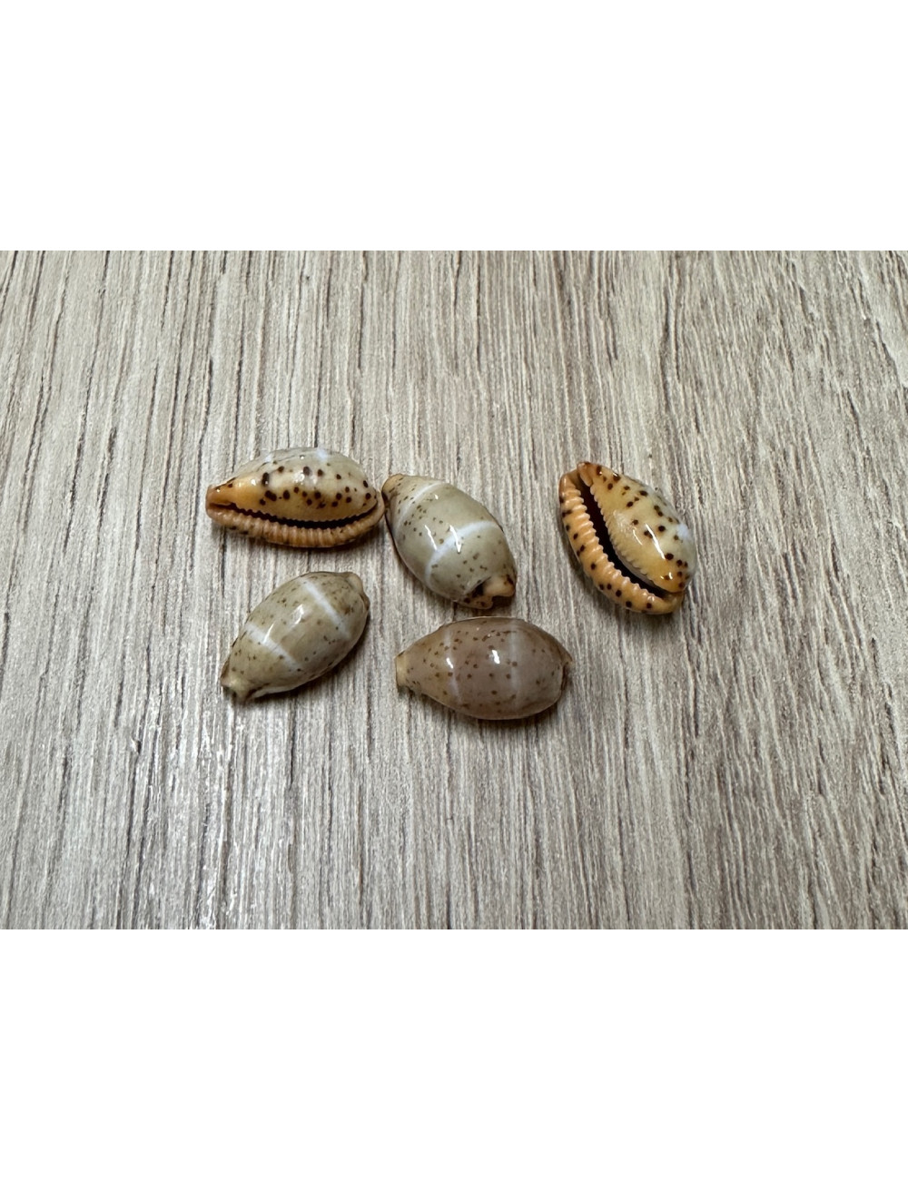 Cypraea lutea 1,3-1,8cm (lot de 3)