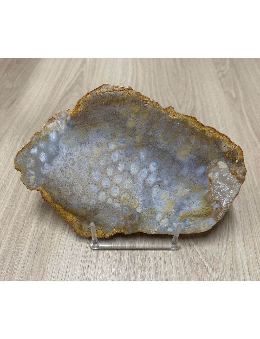 Corail fossile en plaque 21cm