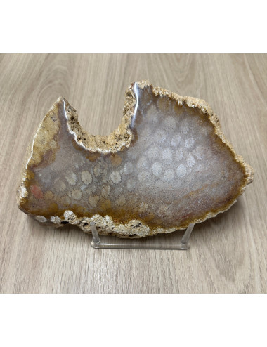 Corail fossile en plaque 20cm
