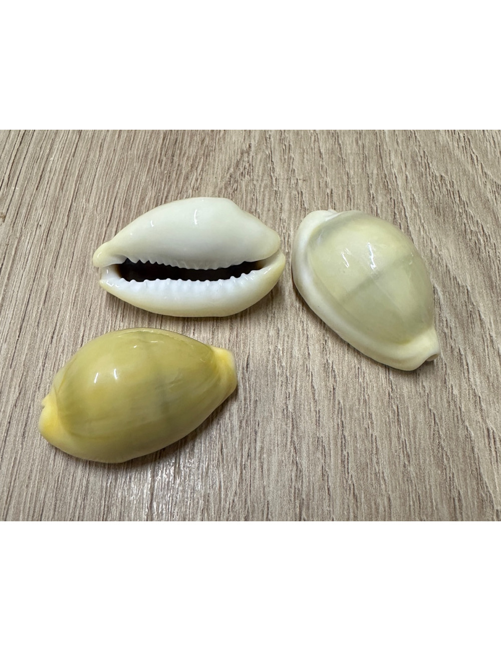 Cypraea moneta 3,5-4cm (lot de 3)