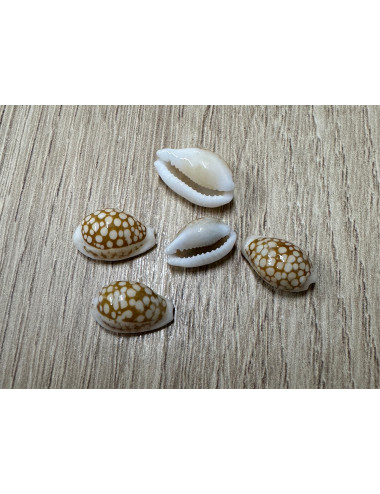 Cypraea cribrarula esontropia 1-1,5cm (lot de 3)